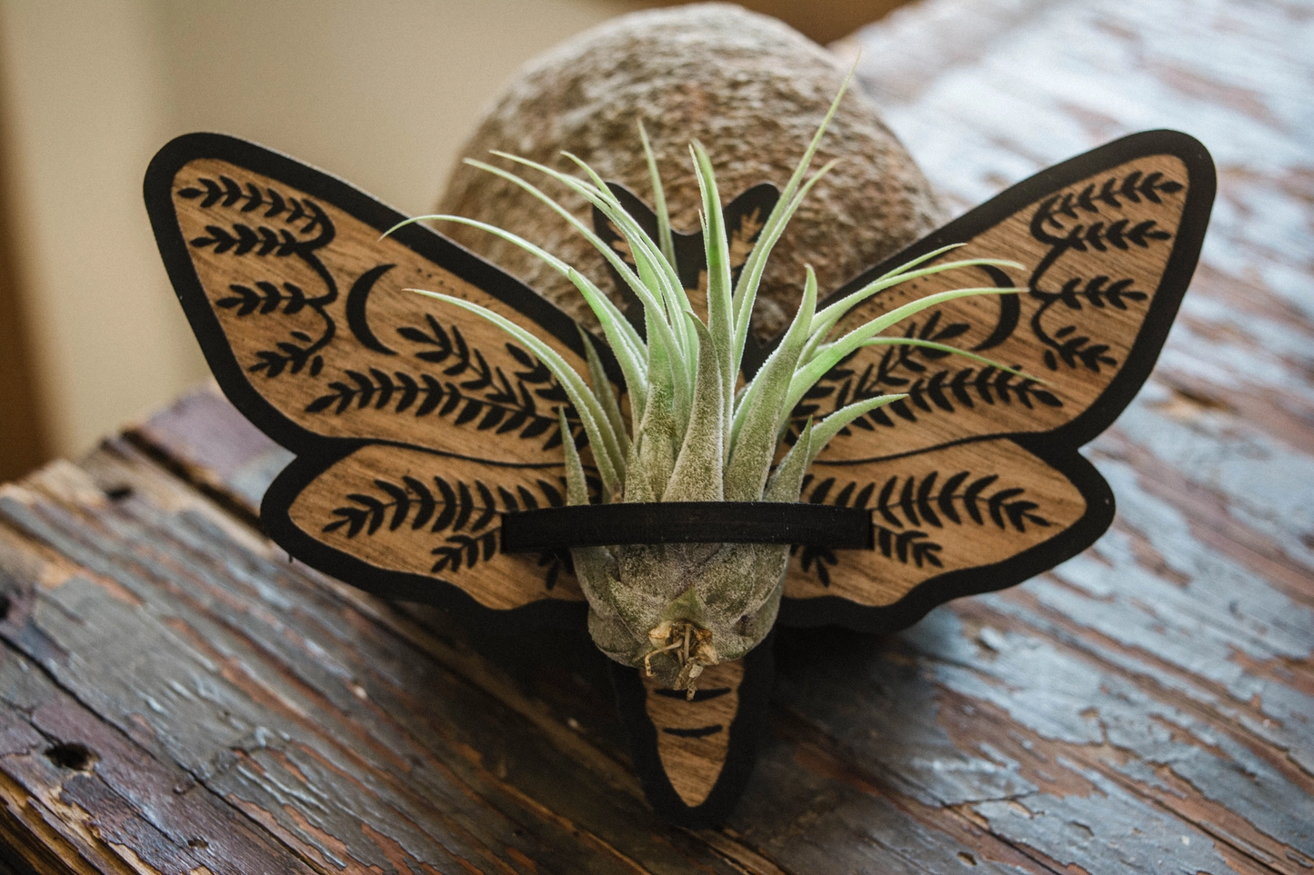 Death's Head Moth Air Plant Holder Magnet