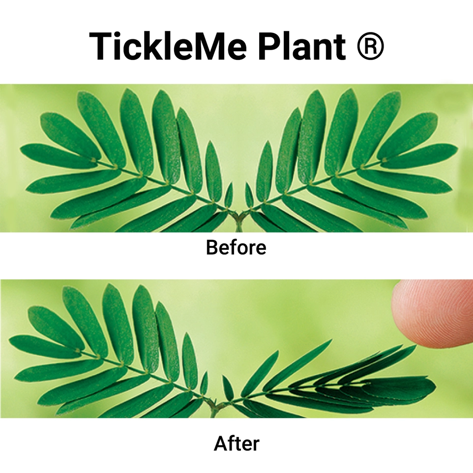 Tickle me Plant Seed Packet