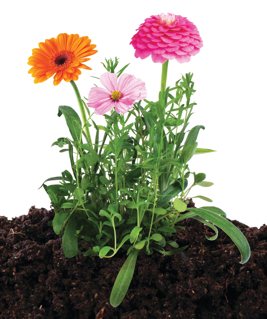 Cut Flowers Seed Stones