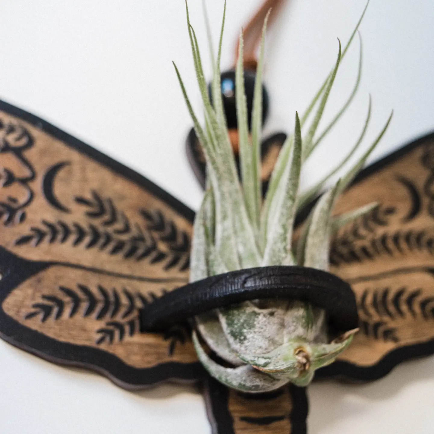 Death's Head Moth Air Plant Hanger Suncatcher