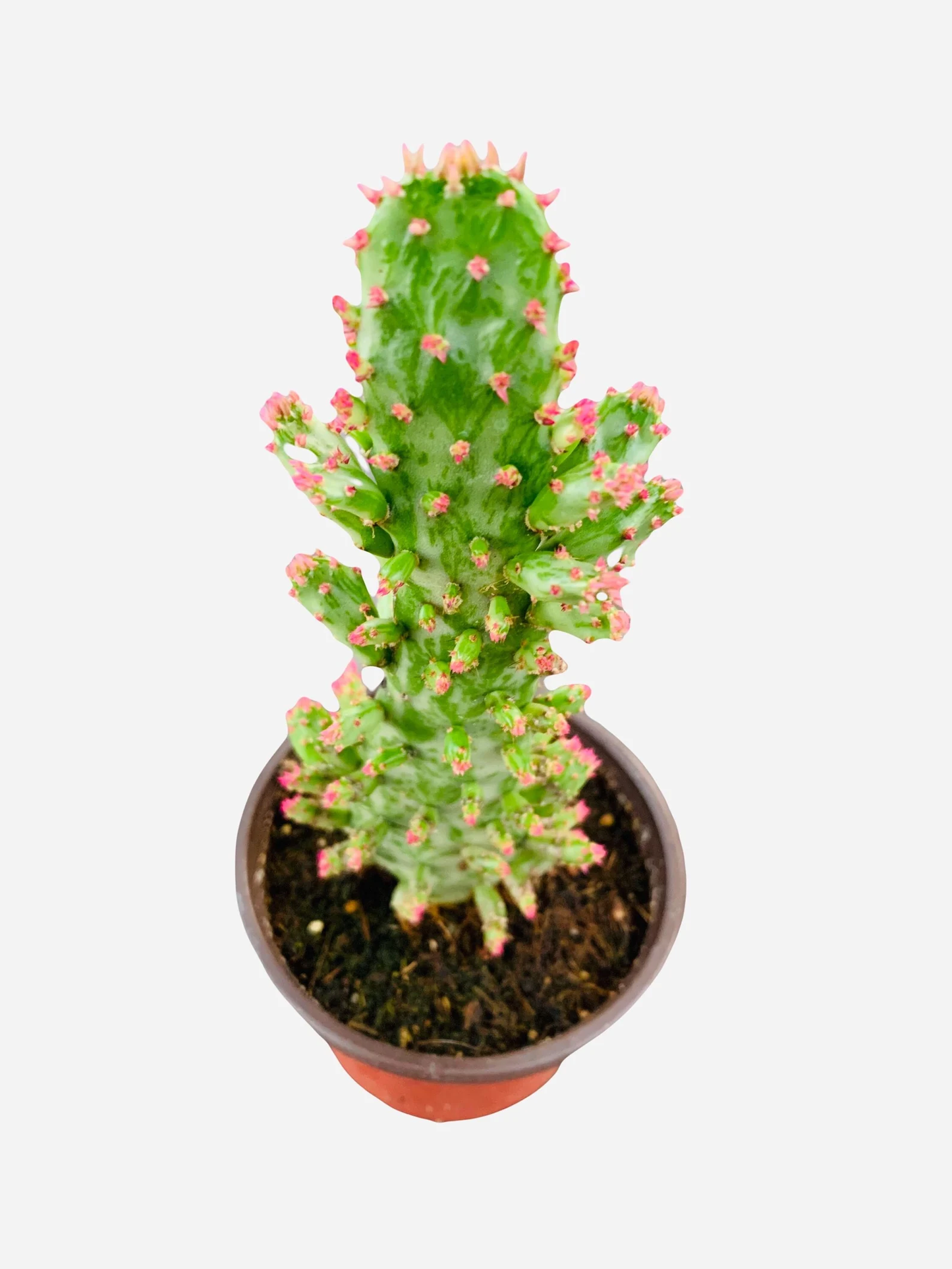 Cactus Opuntia Monocantha var-4"