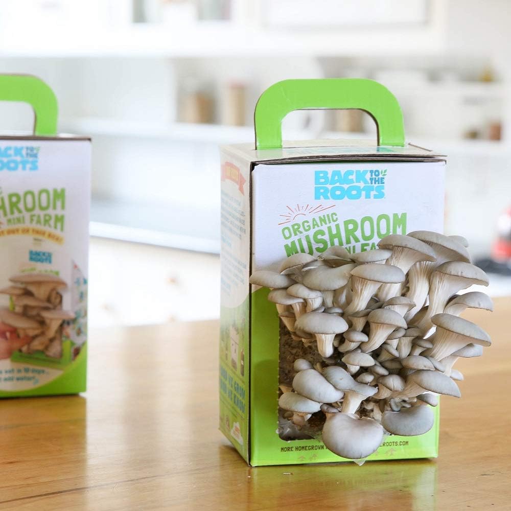 Mini Mushroom Grow Kit