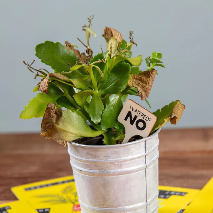 Don't Kill Your Houseplant Survival Cards