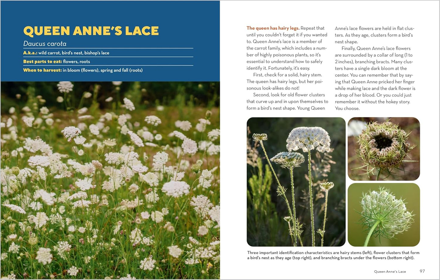 How To Forage For Wild Foods Without Dying Book