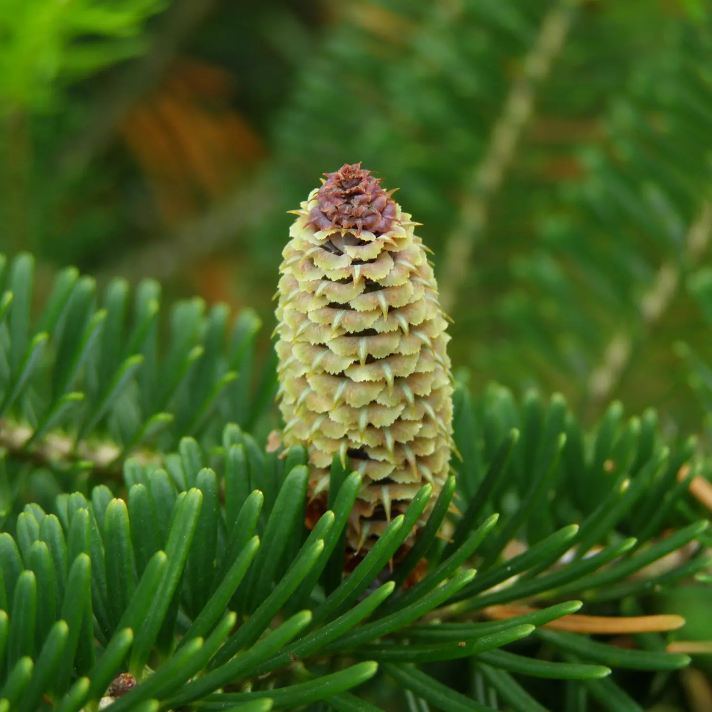 Living Christmas Tree Grow Kit