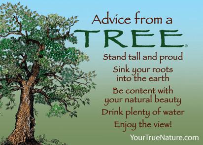 Magnet Advice from a Tree