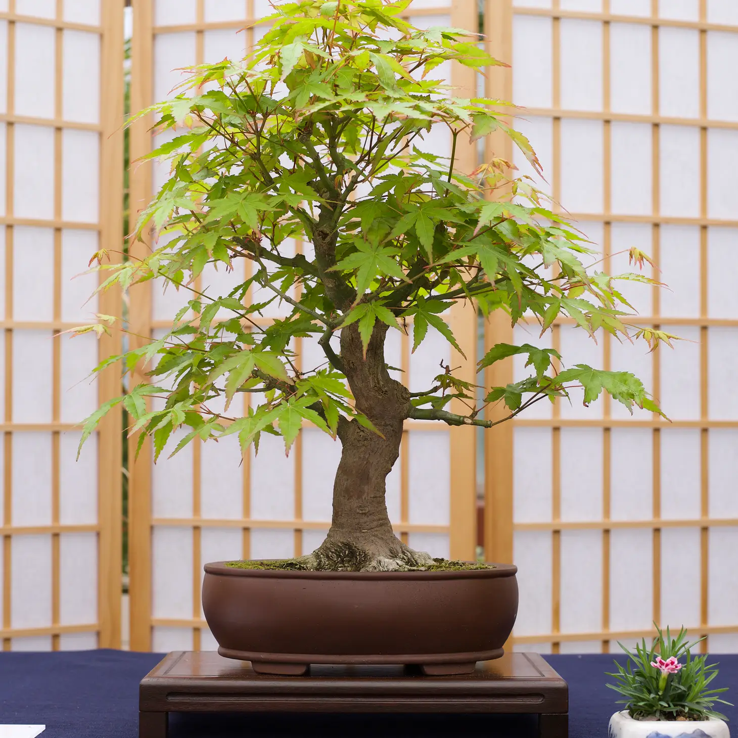 Bonsai Japanese Maple Grow Kit