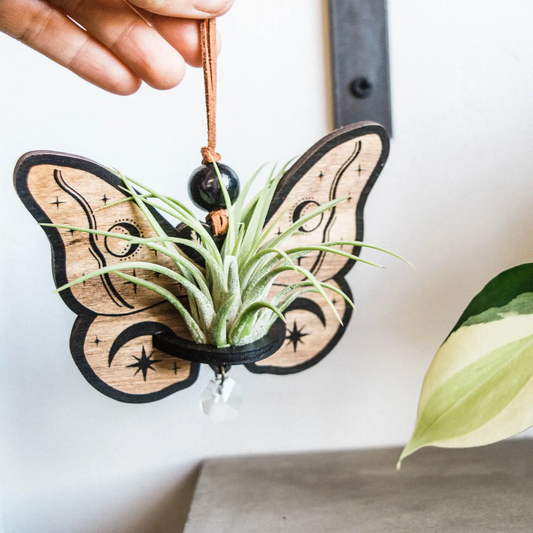 Celestial Moth Air Plant Hanger Suncatcher