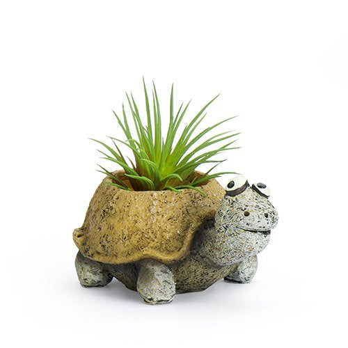 indoor turtle planter Baby Tortoise Mini Planter – Weeds