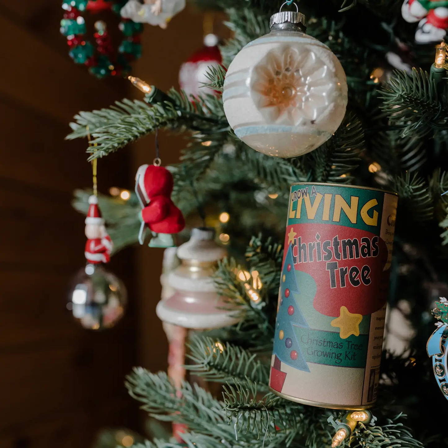 Living Christmas Tree Grow Kit