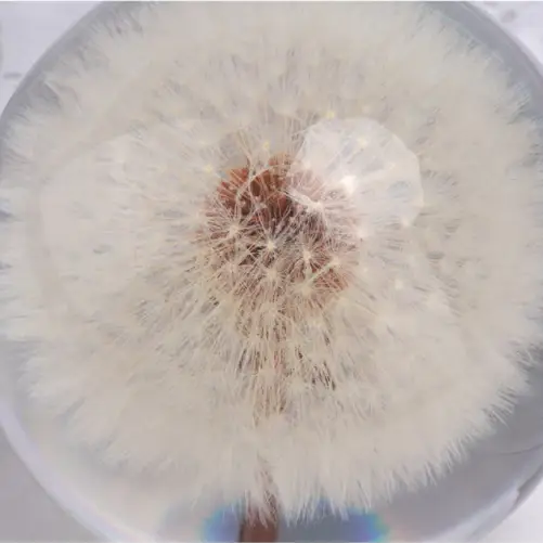 Natural Flower Glass Resin - Dandelion