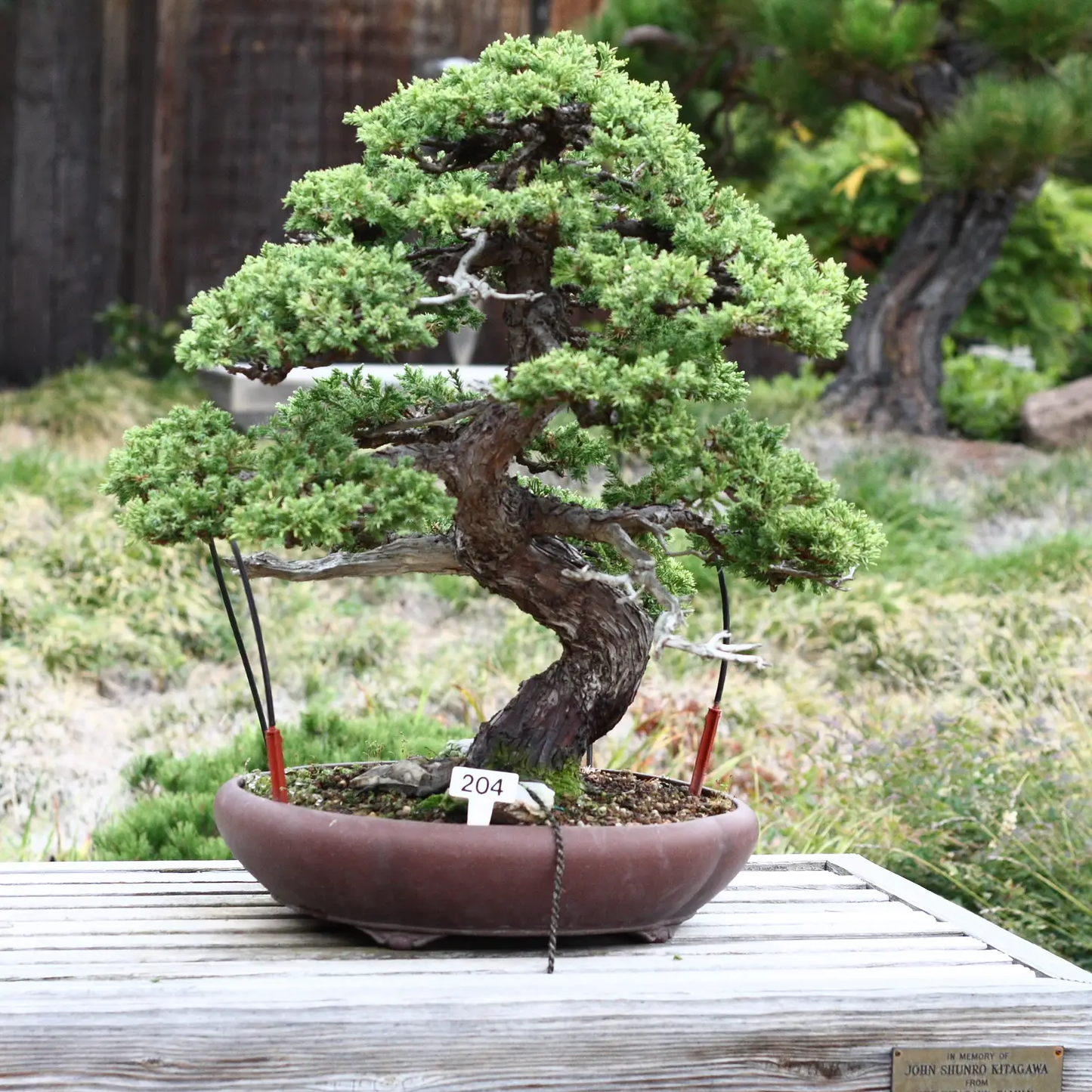 Bonsai Tree Grow Kit Chinese Juniper