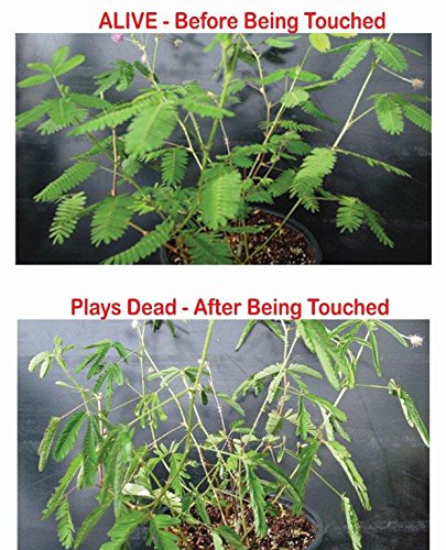 The Zombie Plant Seed Pack
