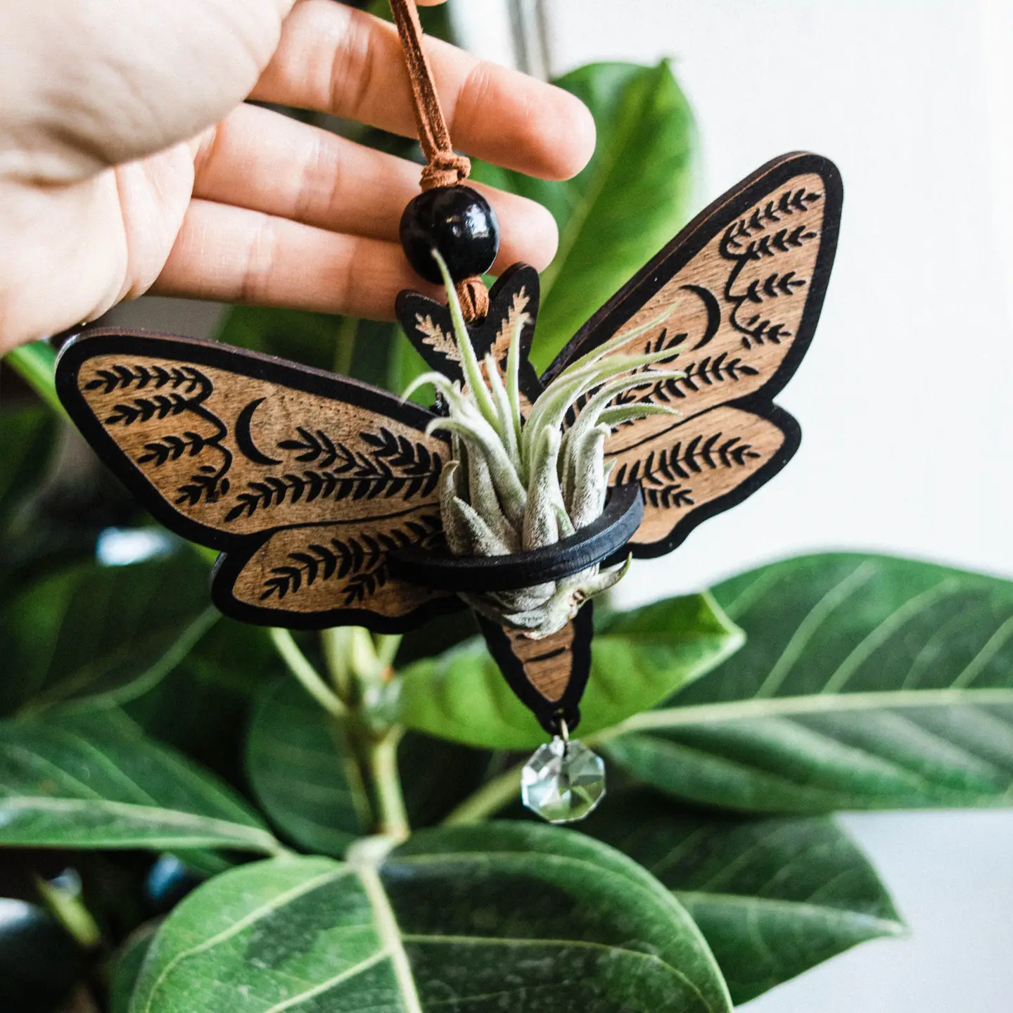 suncatcher plant hanger Death's Head Moth Air Plant Hanger Suncatcher