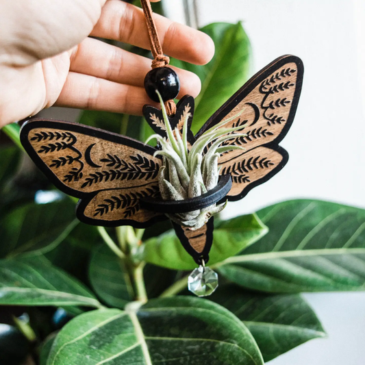 Death's Head Moth Air Plant Hanger Suncatcher