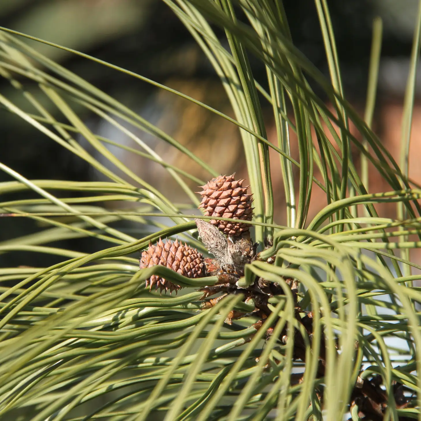 Ponderosa Pine Seed Grow Kit