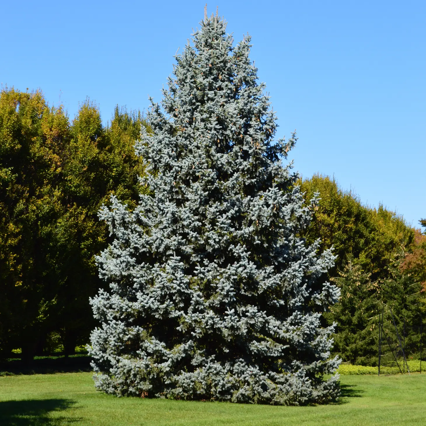 Colorado Blue Spruce Grow Kit
