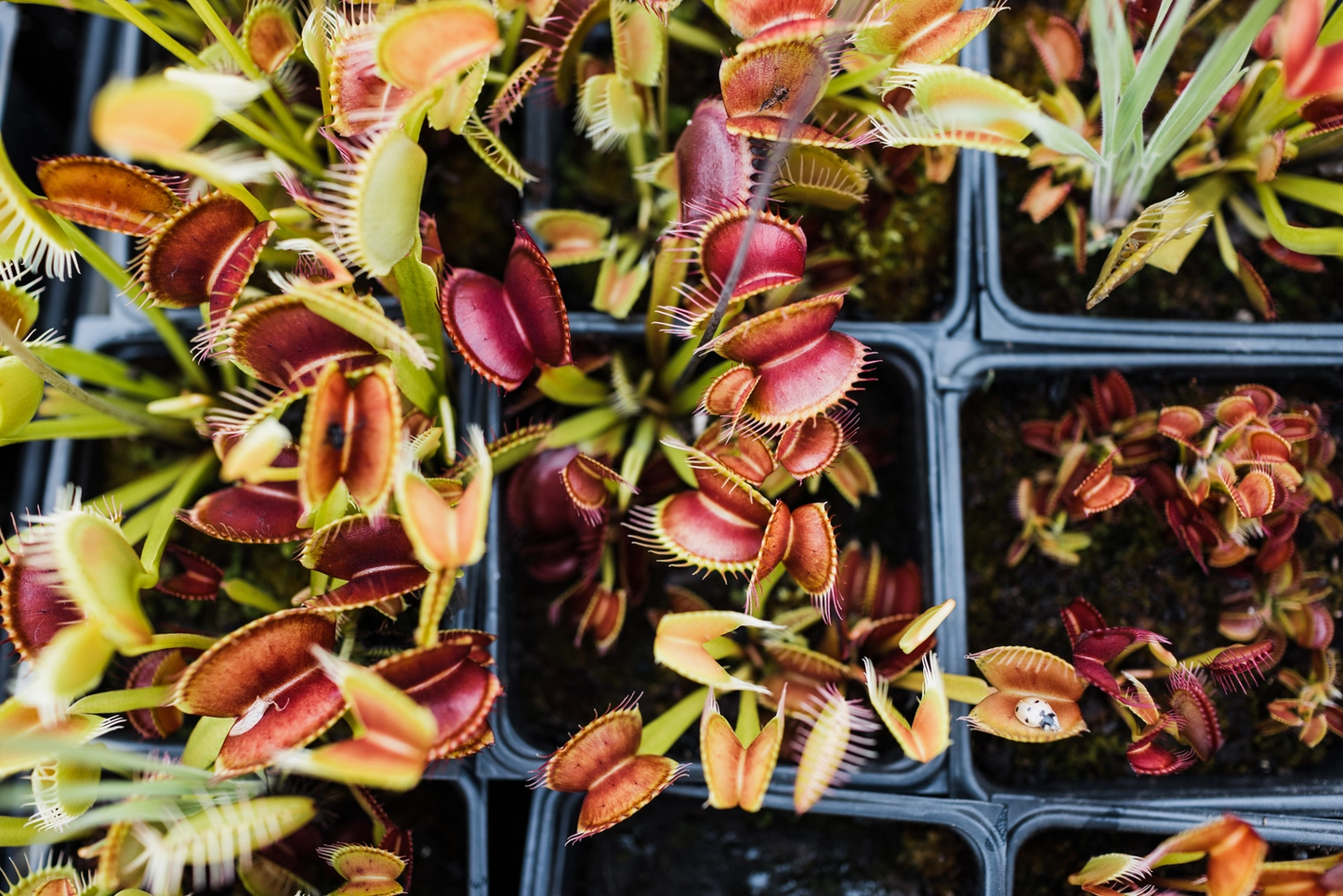 Venus Flytrap Seed Grow Kit