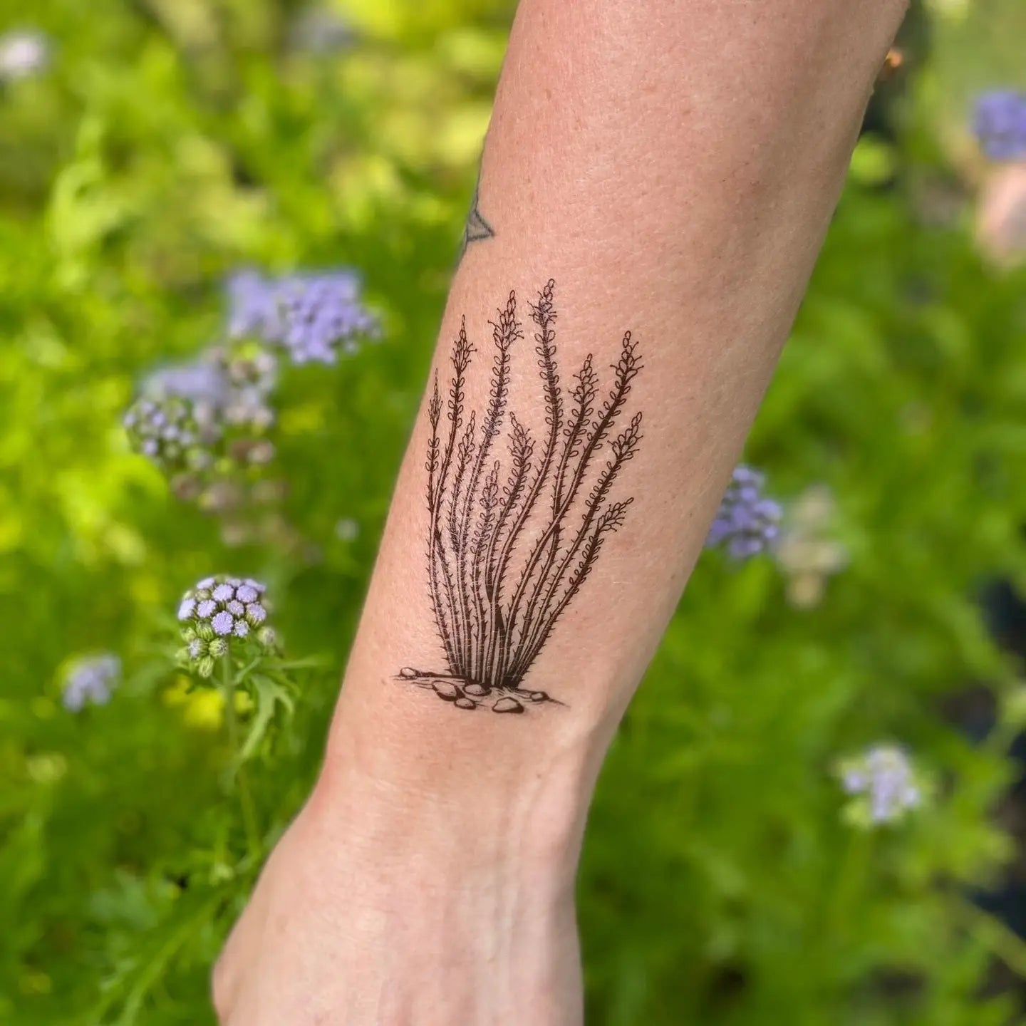 Ocotillo Temporary Tattoo
