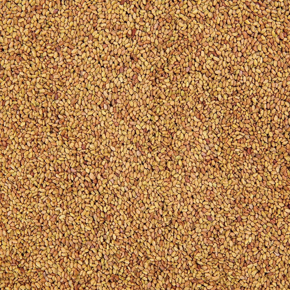Organic Alfalfa Sprouting Seeds 8oz