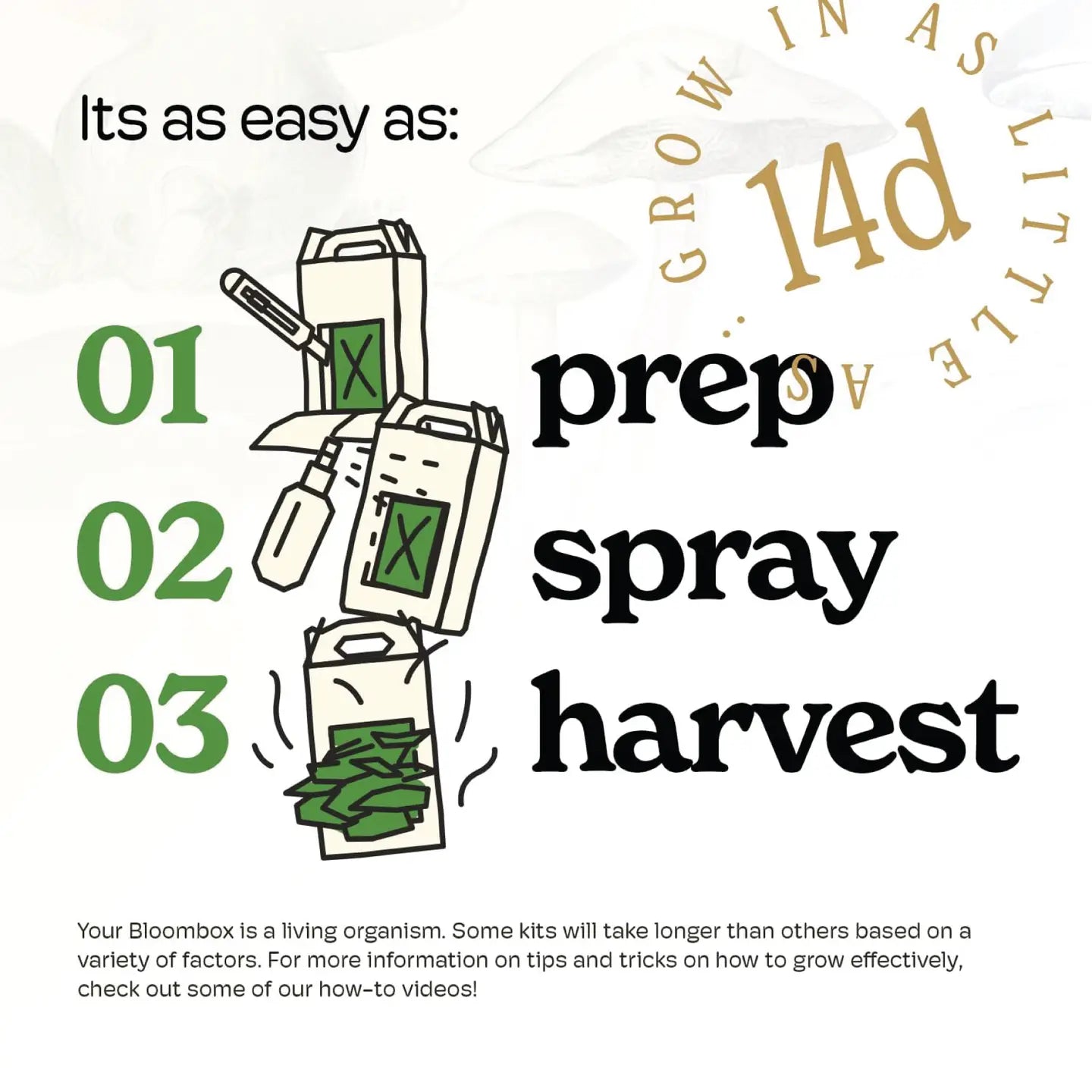 Mushroom Grow Kit Lions Mane