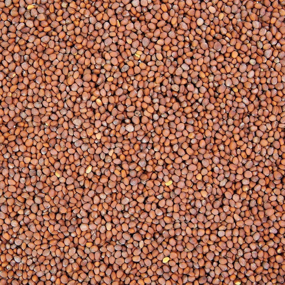 Organic Daikon Radish Sprouting Seeds 8oz
