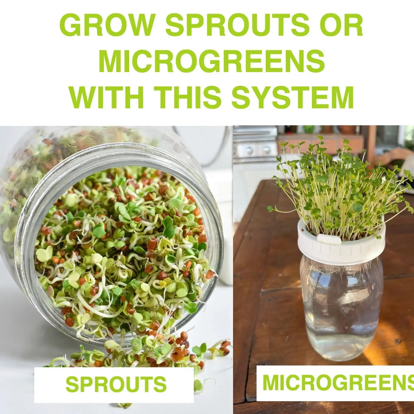 Jar Sprouts Growing Kit
