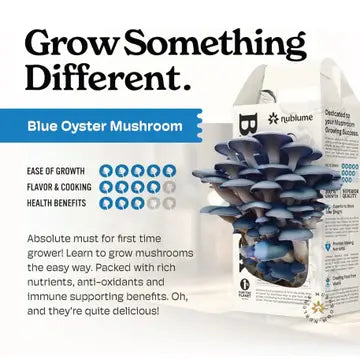 Mushroom Grow Kit Blue Oyster
