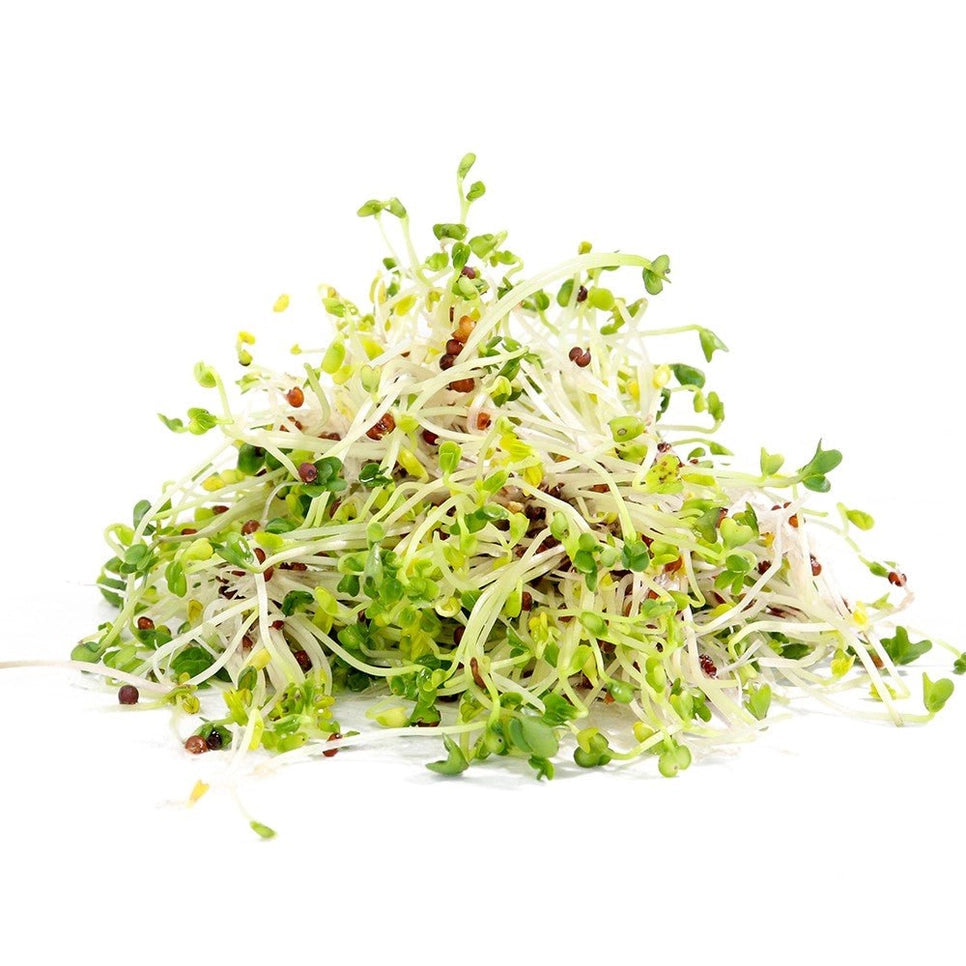 Organic Broccoli Sprouting Seeds 4oz