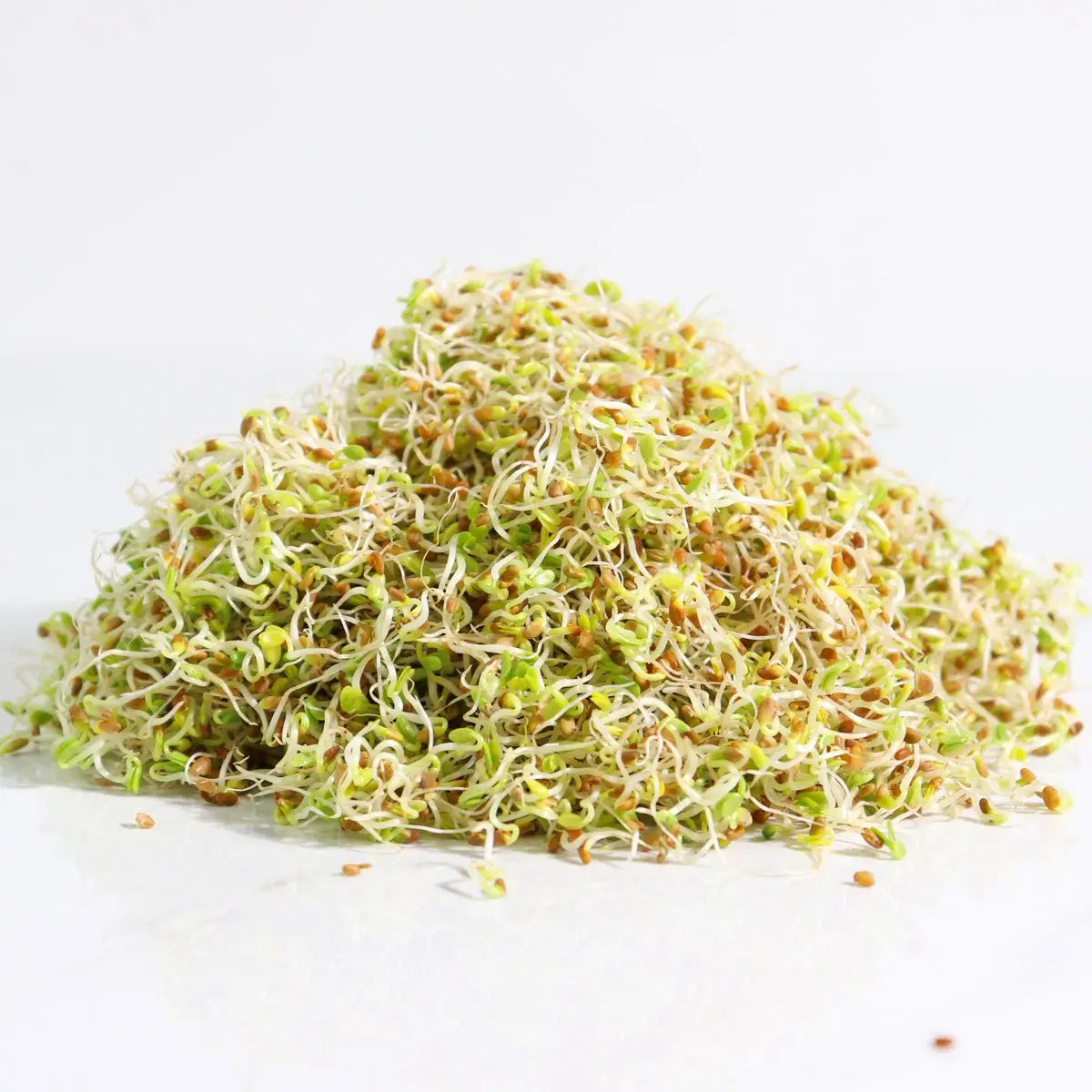 Organic Red Clover Sprouting Seeds 8 oz