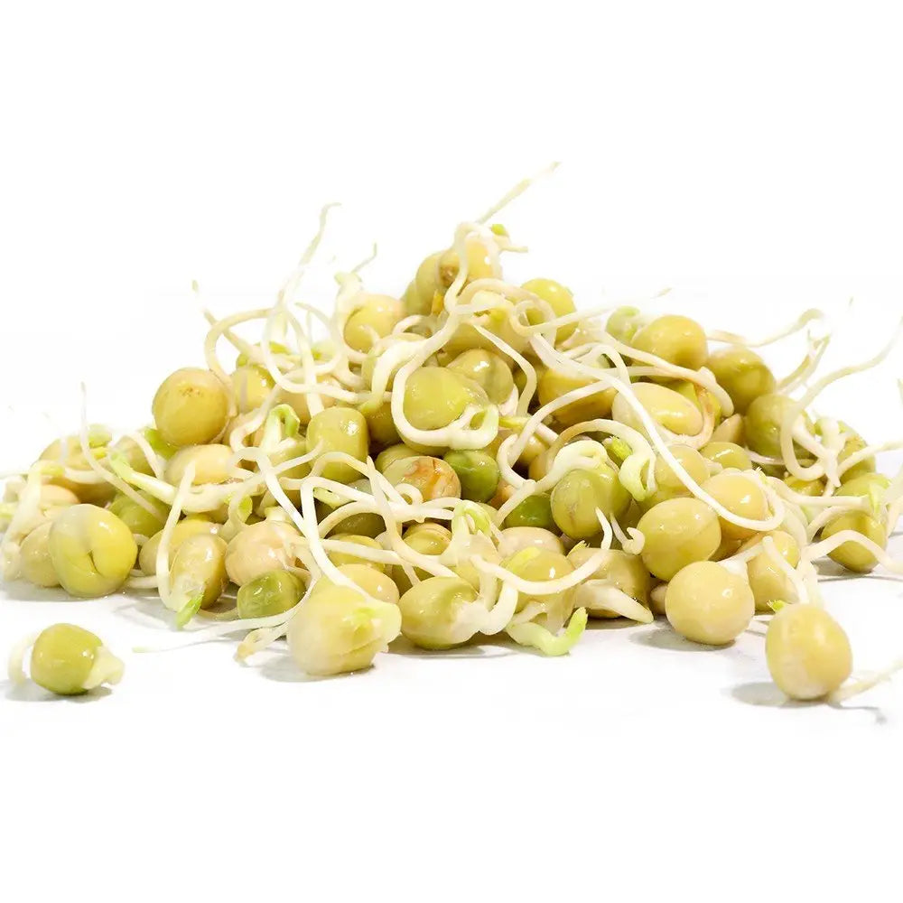 Organic Pea Sprouting Seeds 16oz