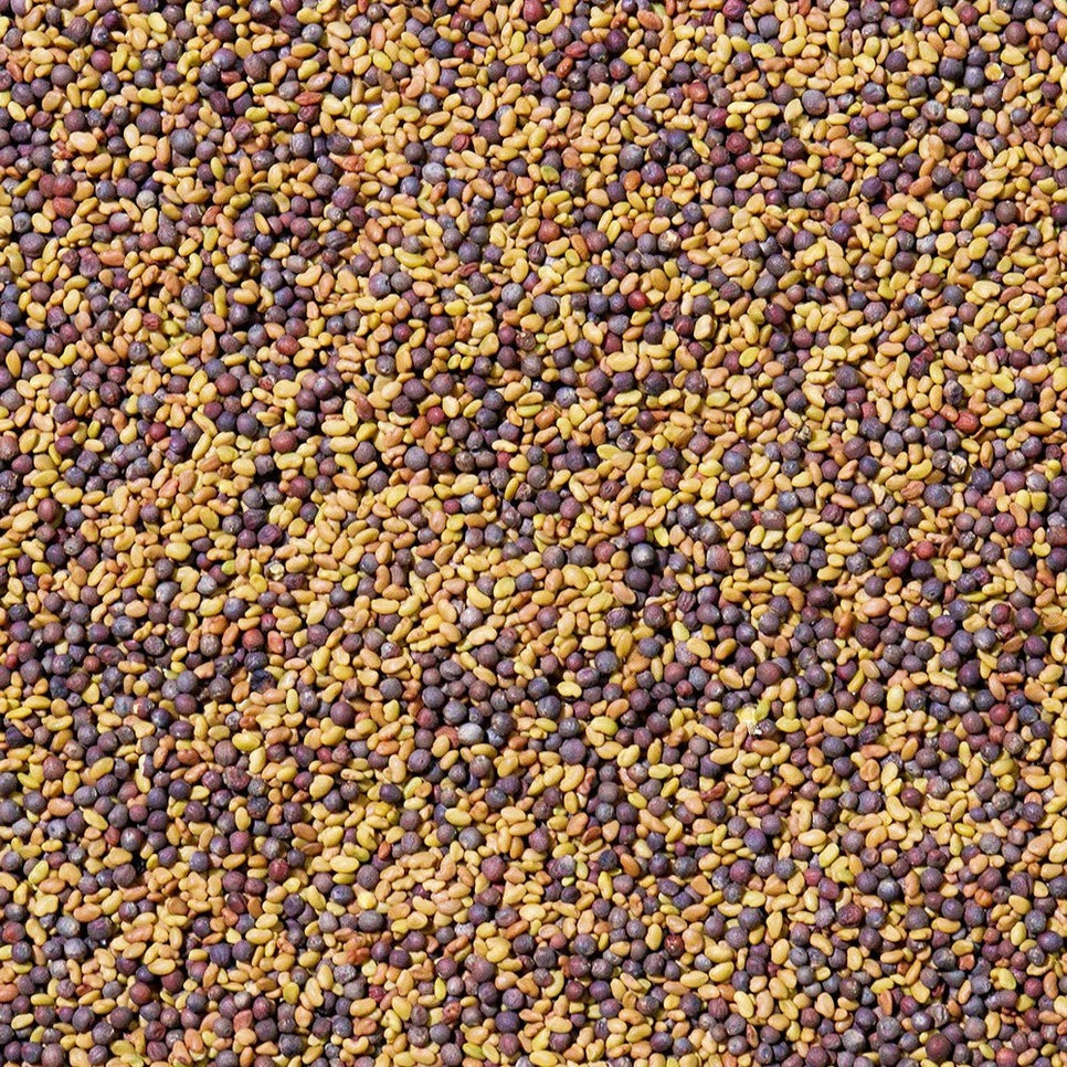 Organic Alfa-Broc Sprouting Seeds 8oz