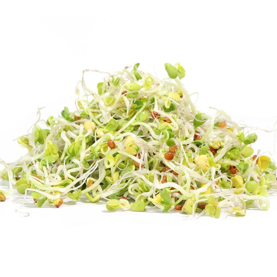 Organic Daikon Radish Sprouting Seeds 8oz