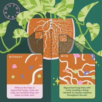 Leafy Plant Good Complete General Nutrition & Mycorrhizae