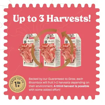 Mushroom Grow Kit Pink Oyster