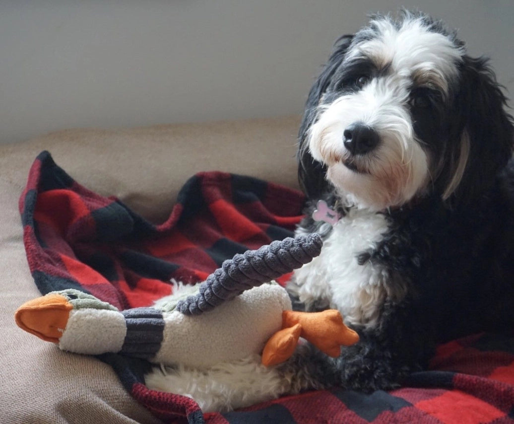 Plush Duck Squeaker Dog Toy 12"
