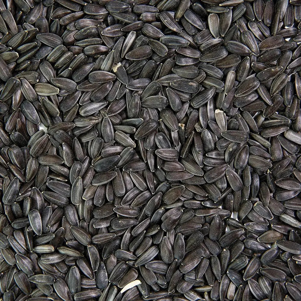 Organic Sunflower Sprouting Seeds 6oz