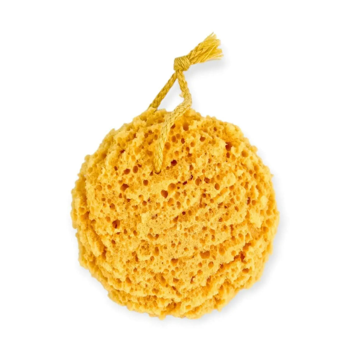 Big Round Sponge