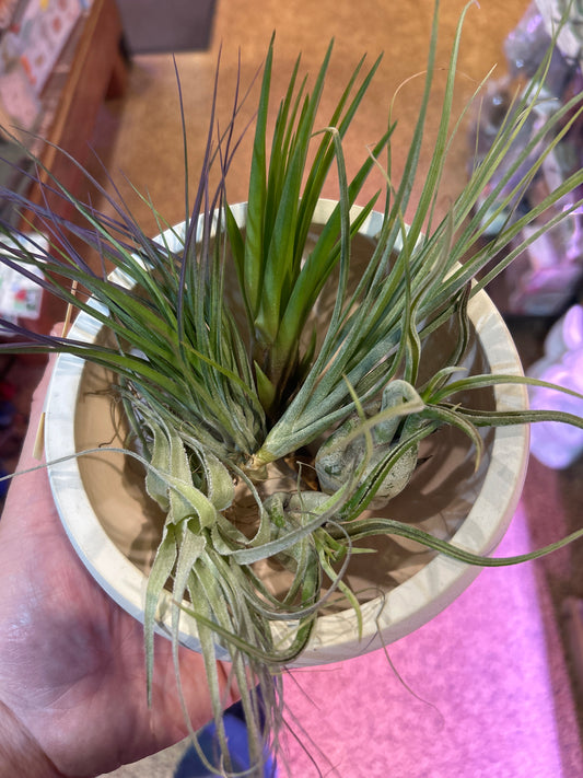 Air Plant Assorted Medium