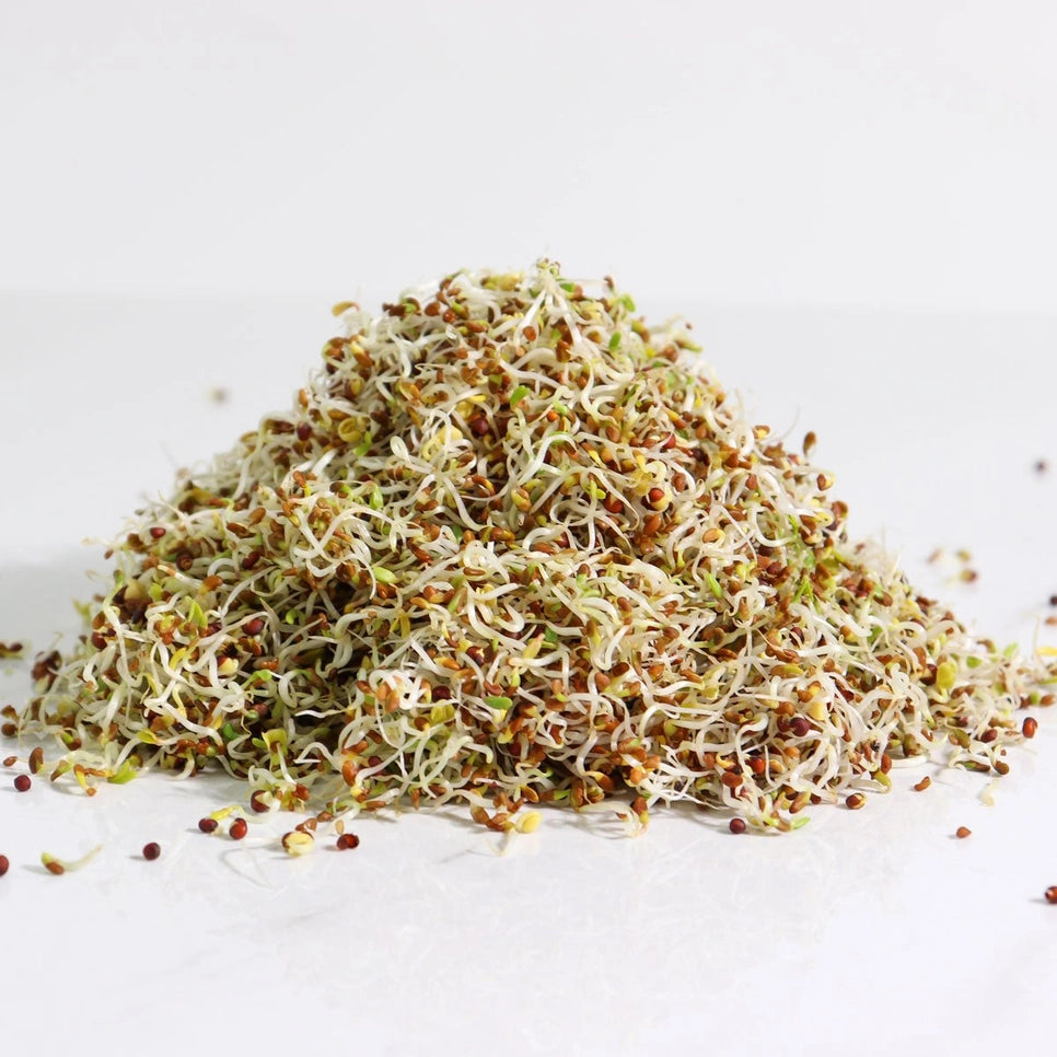 Organic Alfa-Broc Sprouting Seeds 8oz