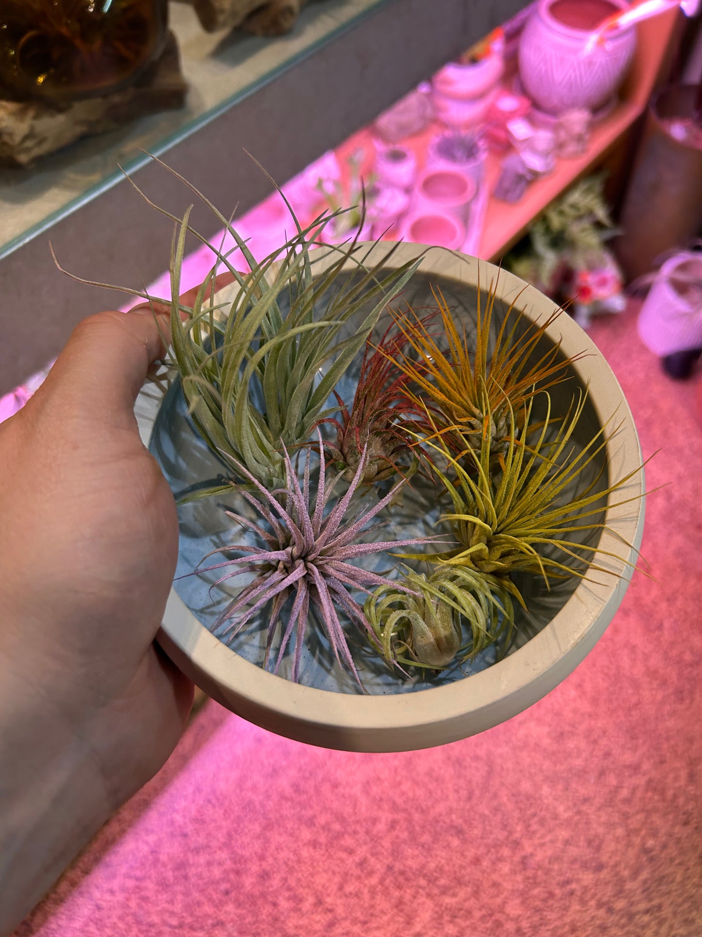 Air Plant Asstorted Small