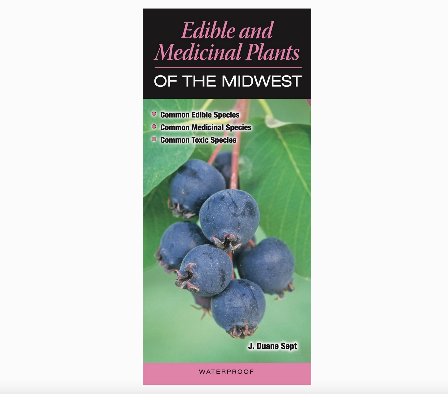 Edible & Medicinal Plants Midwest Guide