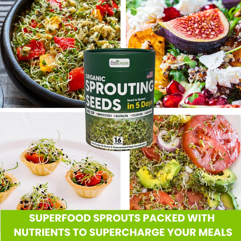 Mixed Sprouting Seeds Organic