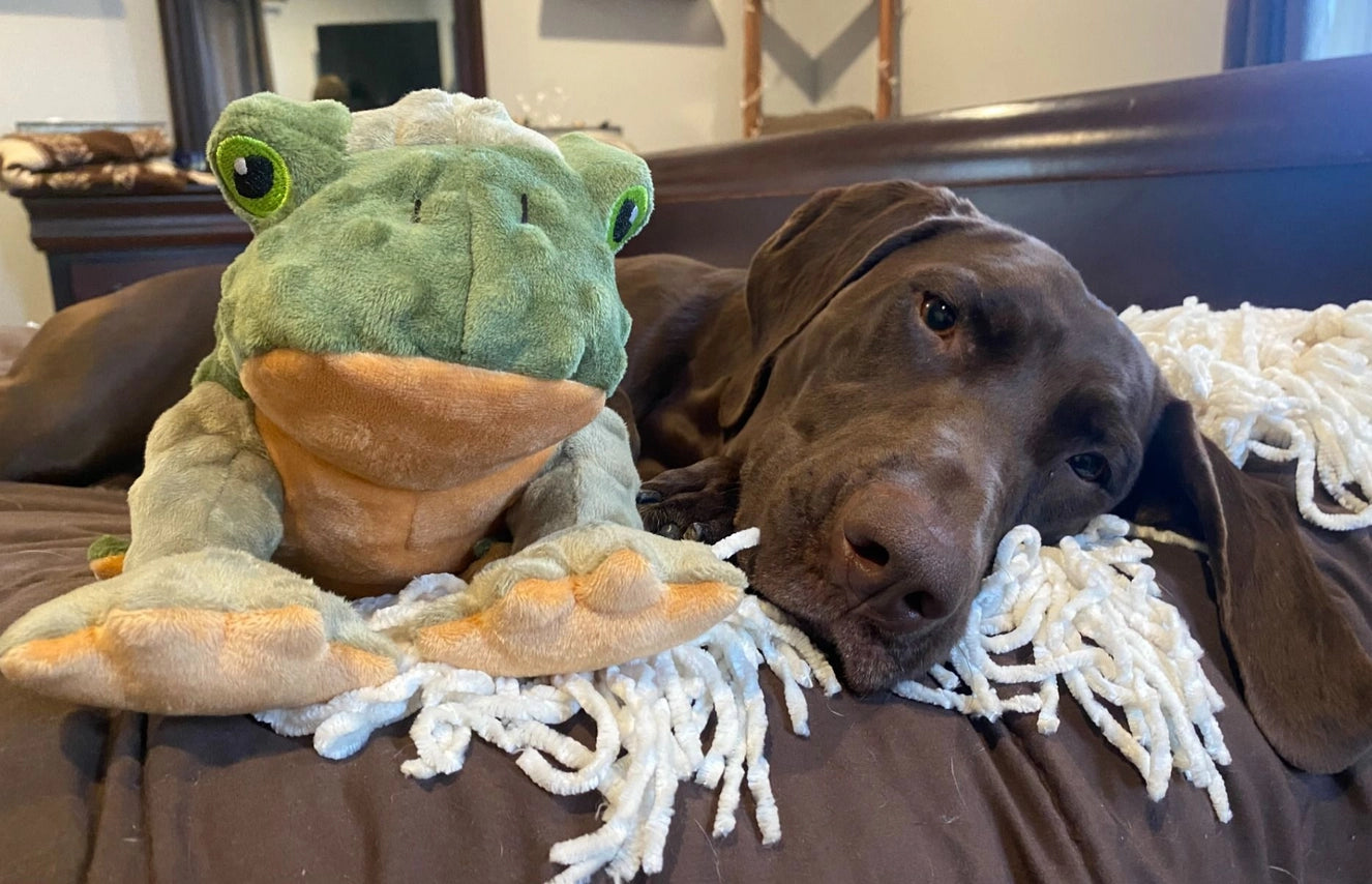 Animated Frog Dog Toy