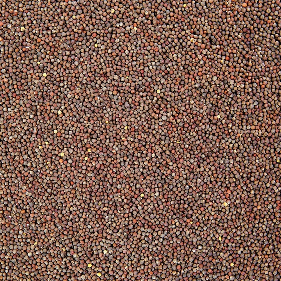 Organic Broccoli Sprouting Seeds 4oz