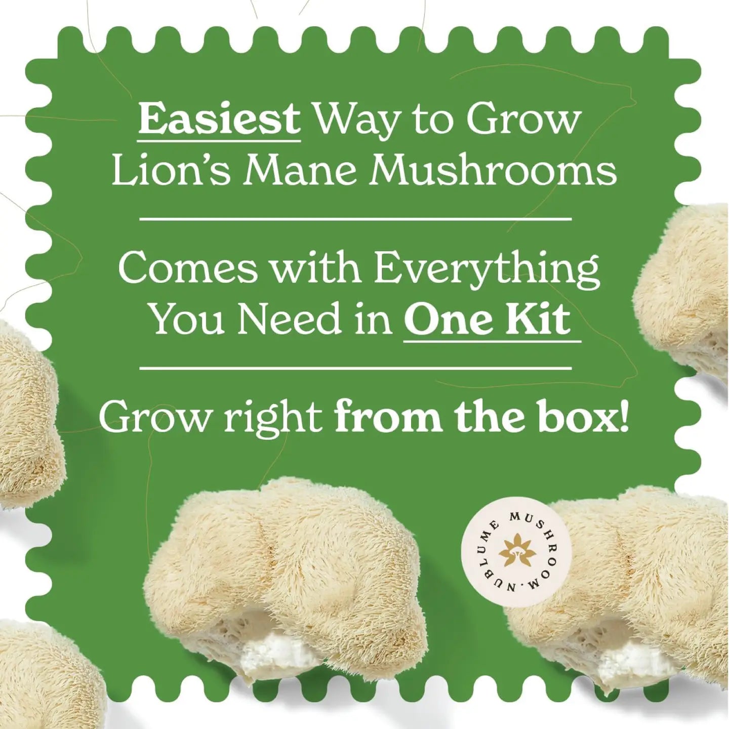 Mushroom Grow Kit Lions Mane