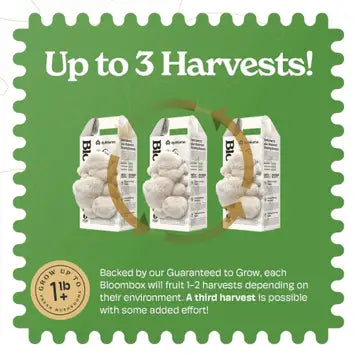 Mushroom Grow Kit Lions Mane