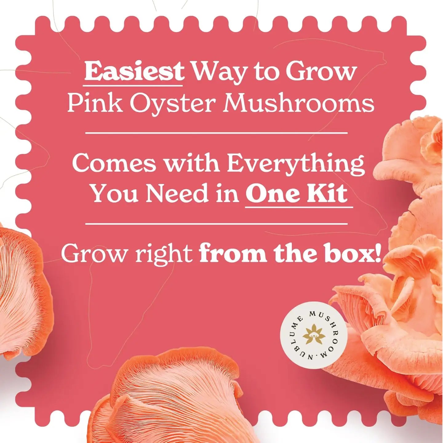 Mushroom Grow Kit Pink Oyster