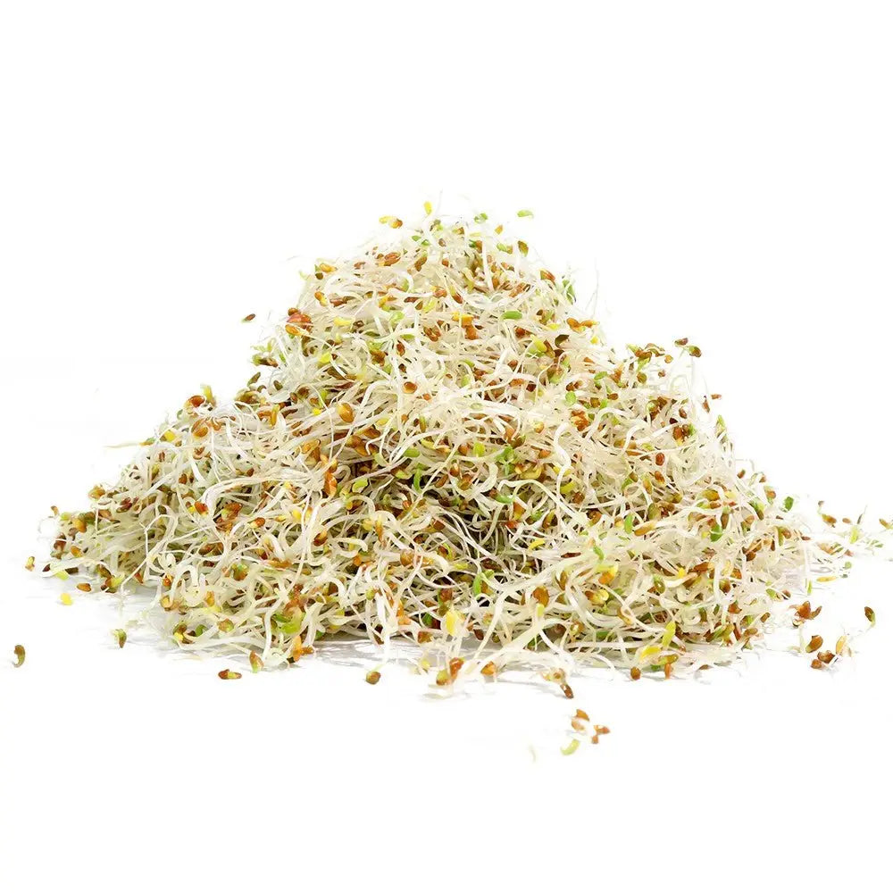 Organic Alfalfa Sprouting Seeds 8oz