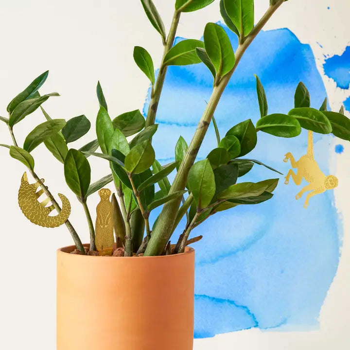 spider monkey plant Plant Decoration